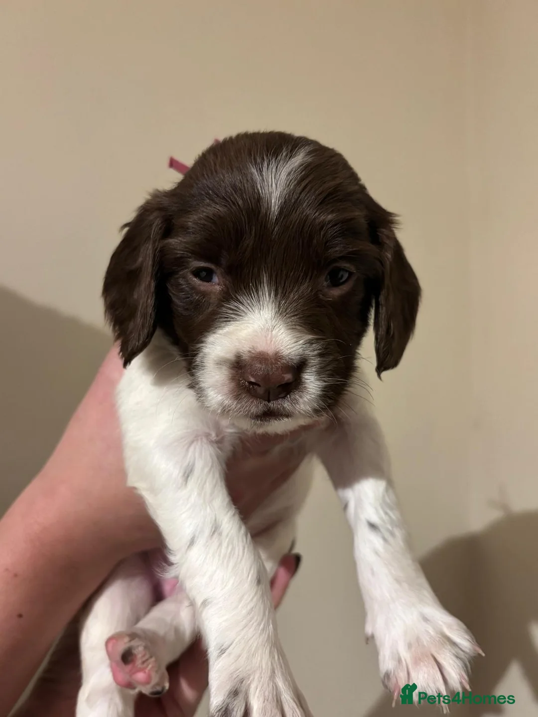 English Springer Spaniel dogs for sale: K.C registered ESS puppies, girls available  - Advert 4