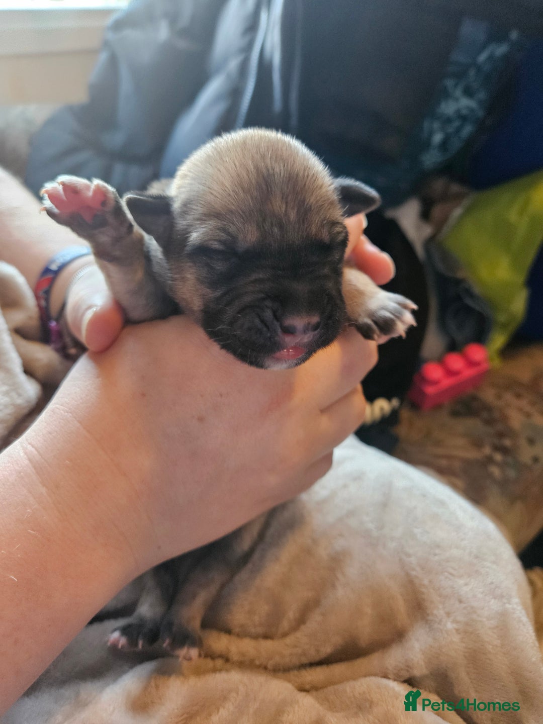 Huskita dogs for sale: Husky x akita puppys - Image 19