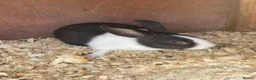 Dutch rabbits for sale: Baby rabbit WITH INDOOR CAGE - Advert 2