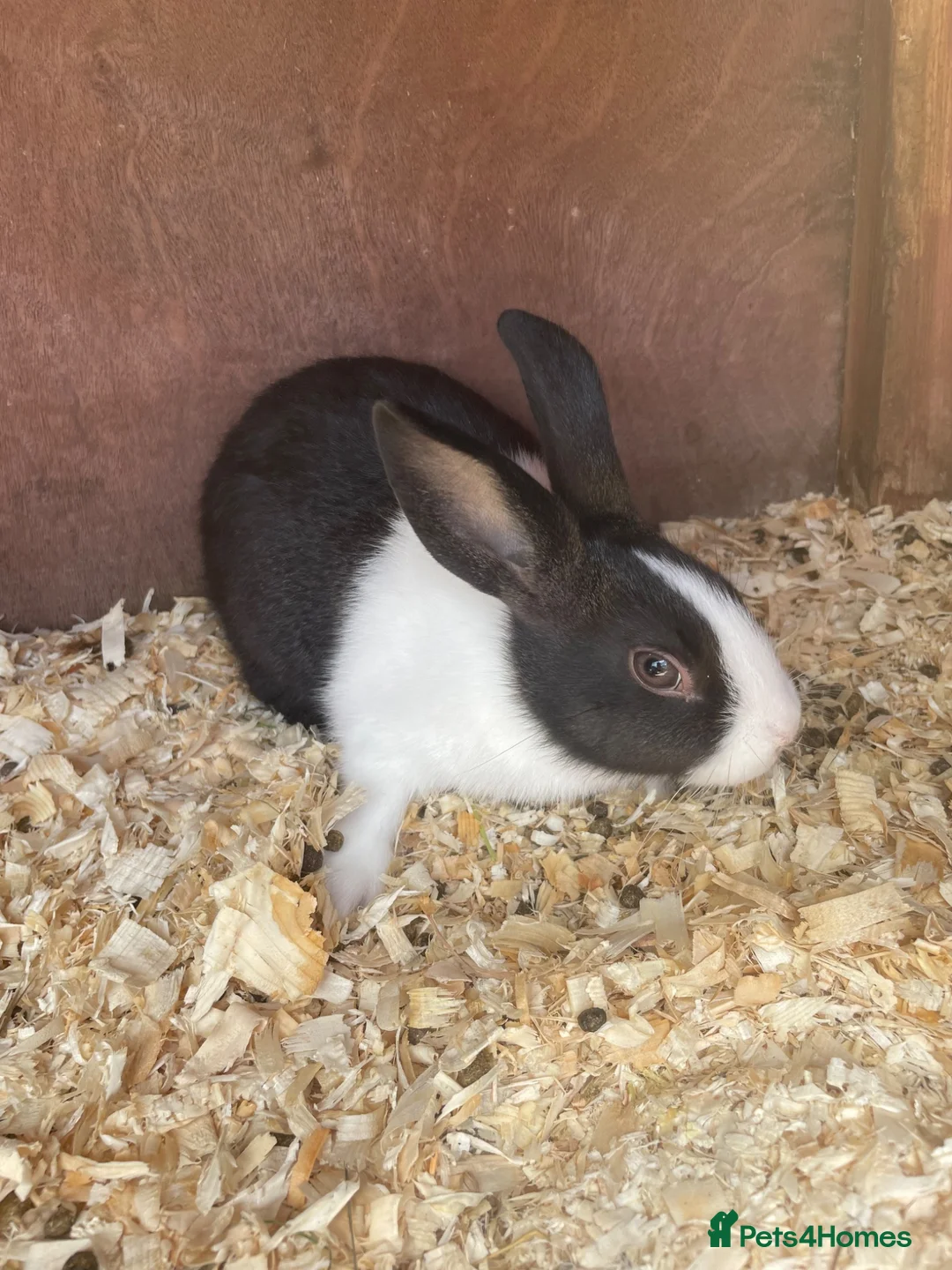 Dutch rabbits for sale: Baby rabbit WITH INDOOR CAGE - Advert 2