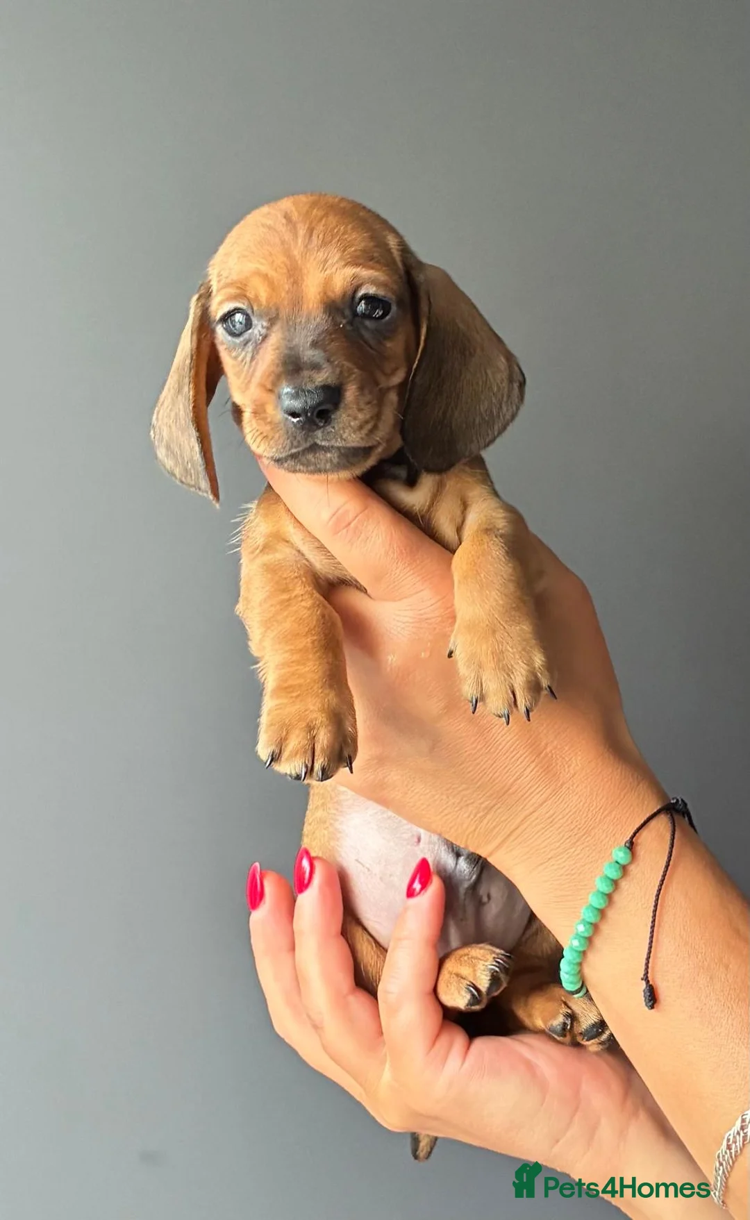 Miniature Dachshund dogs for sale: Miniature Smooth Dachshund Puppies  in Torquay - Advert 1