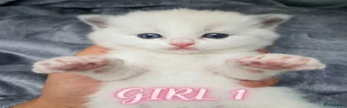 Ragdoll 1