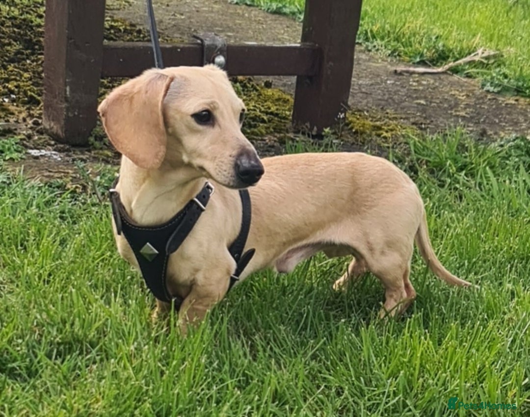 Miniature Dachshund dogs for sale: Rainbow Litter KC REG mini Daxi  - Image 23