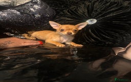 Chihuahua dogs for sale: Perfect chihuahua puppies 🩷💙 - Image 9