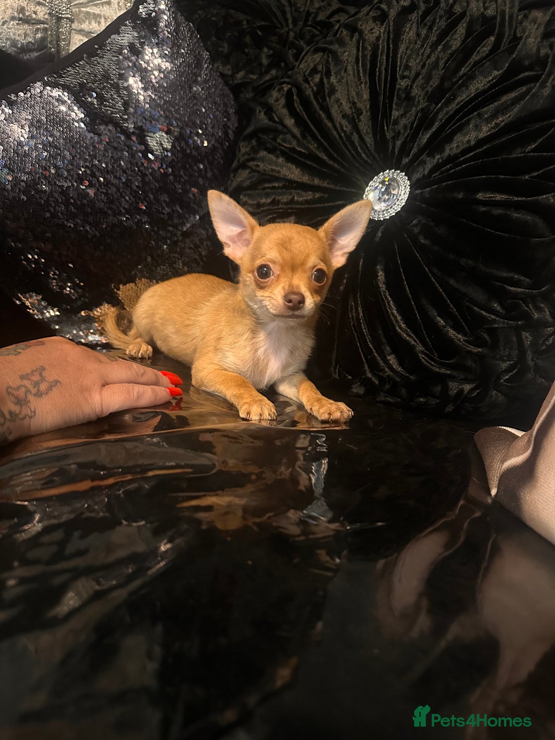 Chihuahua dogs for sale: Perfect chihuahua puppies 🩷💙 - Image 9