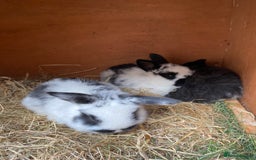 Mini Lop rabbits for sale: Adorable Purebred Mini Lops.  - Image 8