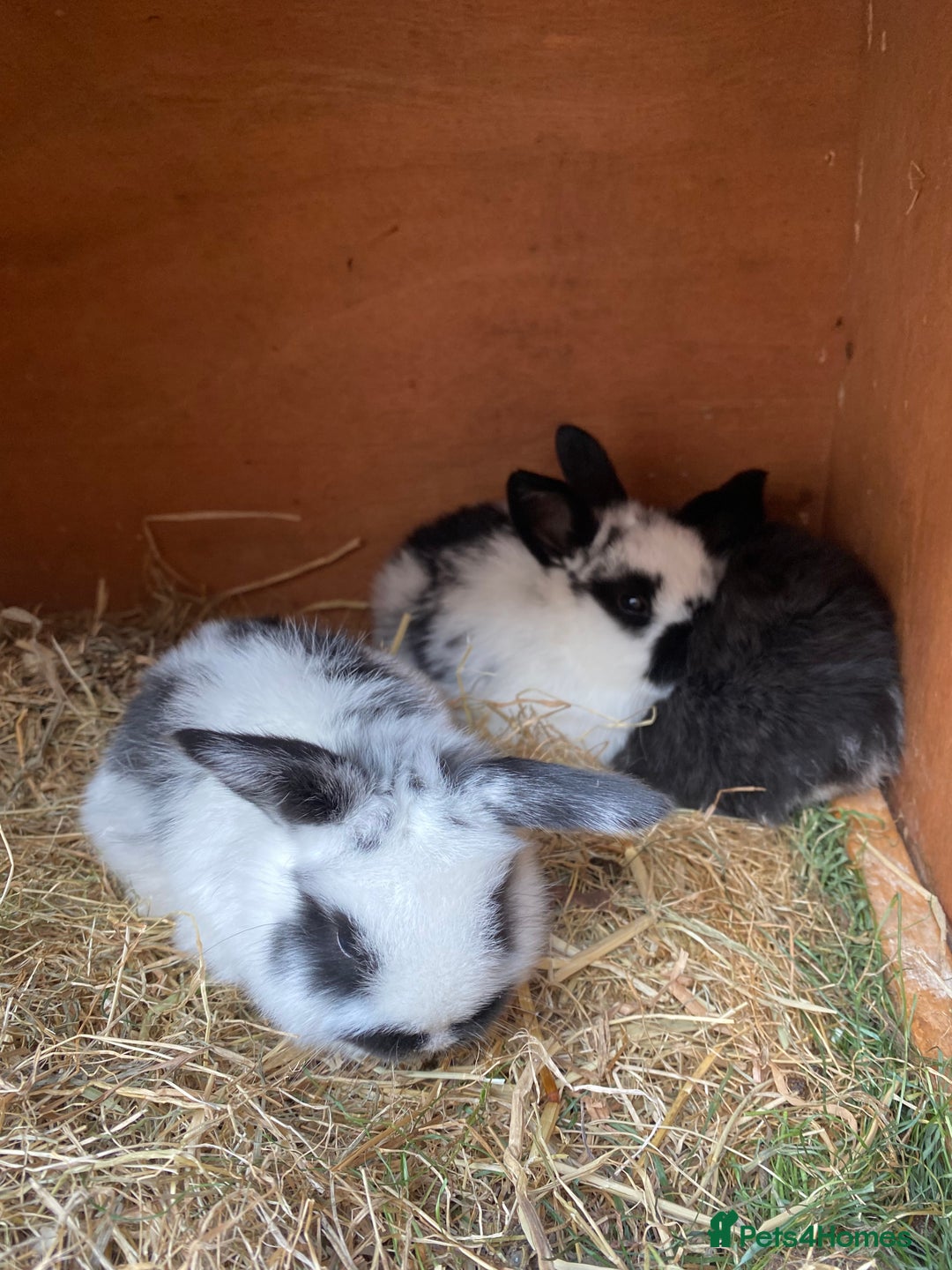 Mini Lop rabbits for sale: Adorable Purebred Mini Lops.  - Image 8
