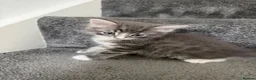 Mixed Breed cats for sale: 7 adorable Kittens! - Advert 11