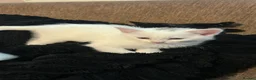 Turkish Van cats for sale: Family friendly Turkish van kittens for sale. in London - Advert 6