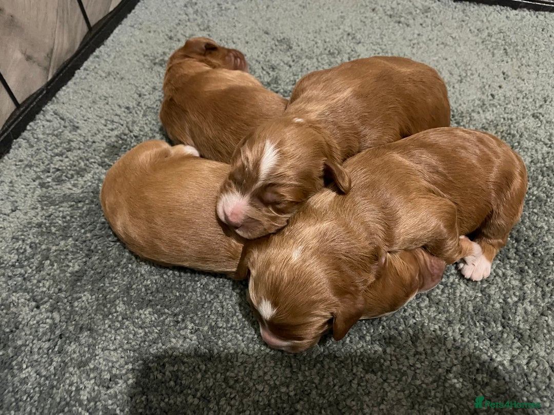 Cockapoo dogs for sale: 🌸Extensively health tested F1 Cockapoo’s🌸 - Image 1