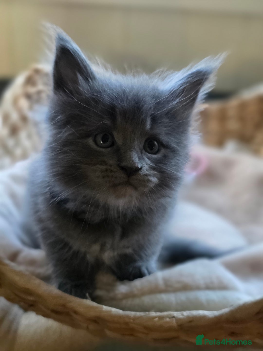 Maine Coon cats for sale: Two beautiful blue smoked mainecoon girls 4 sale  - Image 5