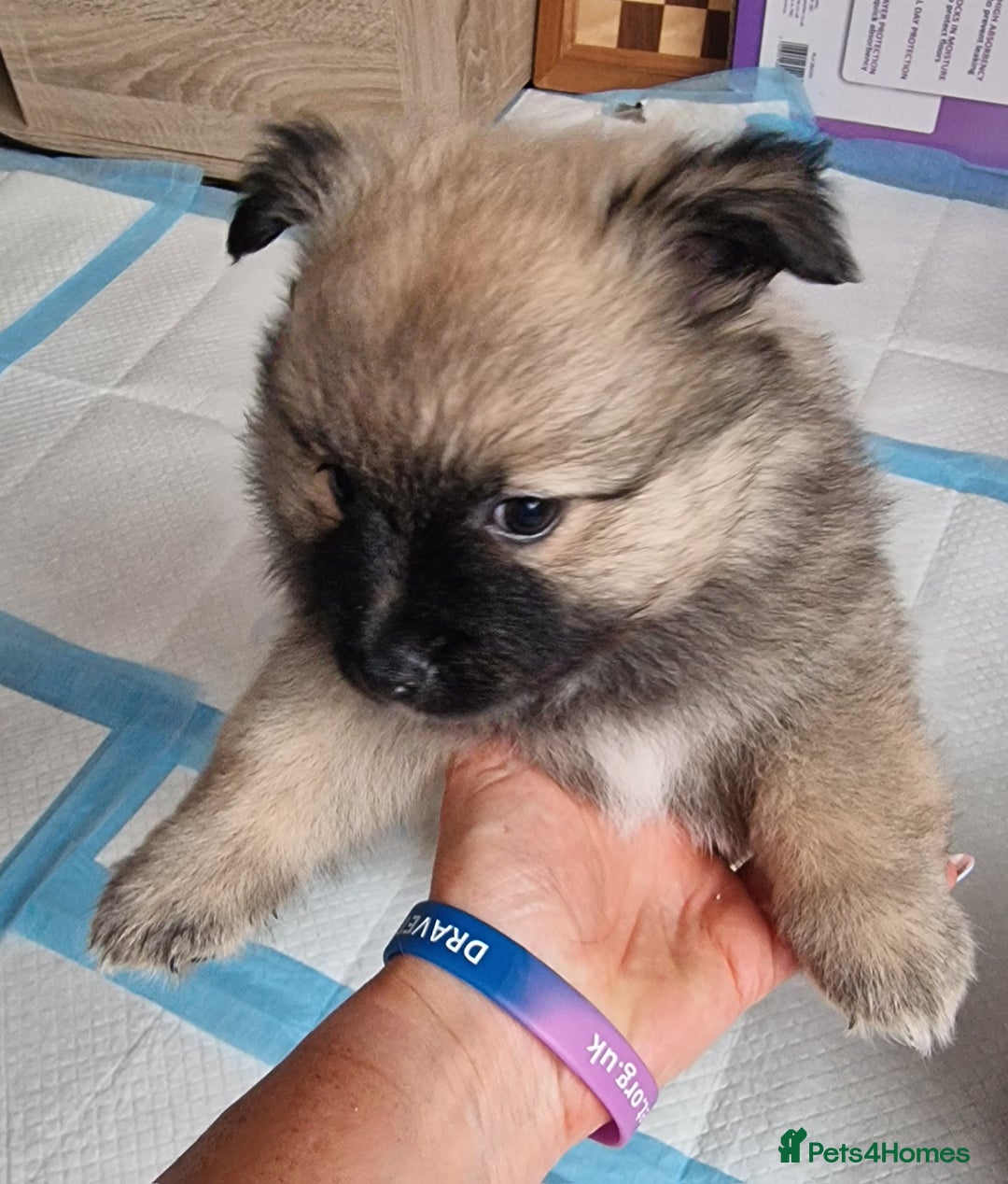 Mixed Breed dogs for sale: Puppie girl - Image 1