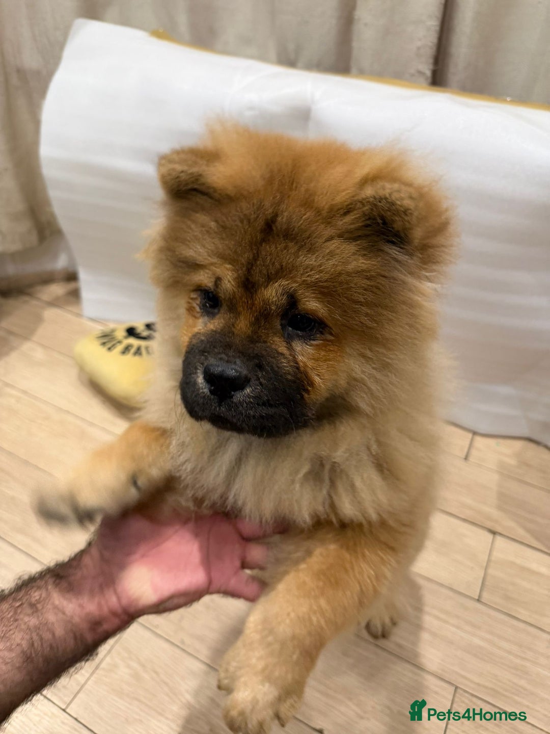 Chow Chow dogs for sale: Chow chow - Advert 15