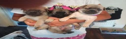 Mixed Breed dogs for sale: Chugs  in Tipton - Advert 3