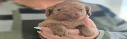 Cockapoo dogs for sale: Gorgeous Cockapoo Puppies  - Advert 3