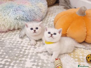British Shorthair cats 🌟British Shorthair Silver Chinchilla🌟 - Advert 5