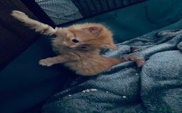 Mixed Breed cats for sale: Fluffy ginger & short fur calico 🐱🤩 - Image 22