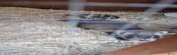 Ferret rodents for sale: 9 babies ferrets - Advert 4