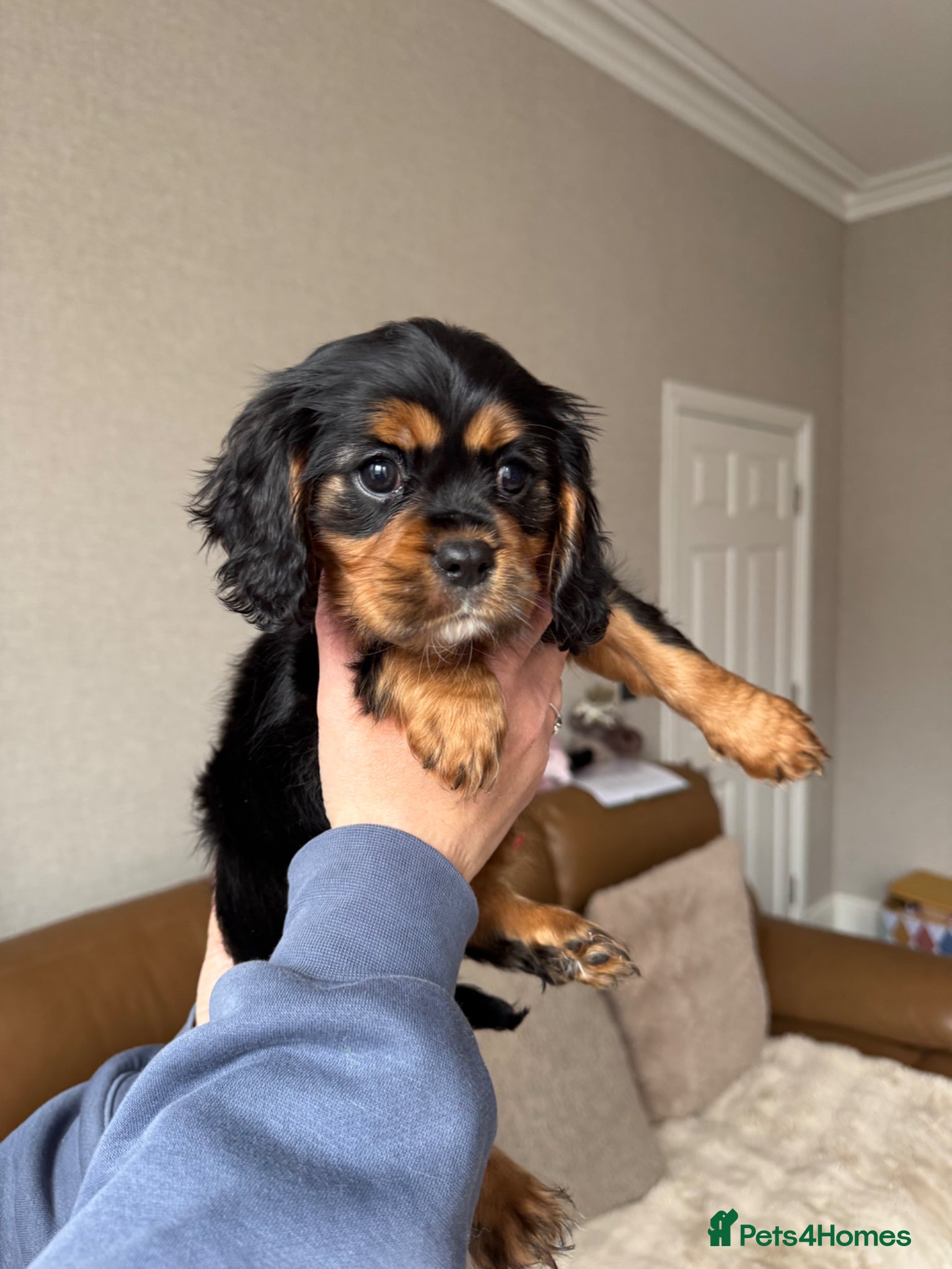 Cavalier King Charles Spaniel dogs Ready NOW KC/Health tested Cavalier KCS puppy - Advert 8