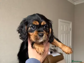 Cavalier King Charles Spaniel dogs Ready NOW KC/Health tested Cavalier KCS puppy - Advert 6