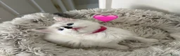 Ragdoll cats for sale: Looking for perfect furry companion?🐾😻 - Advert 15