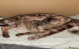 Bengal cats for sale: Bengal kittens  - Image 1