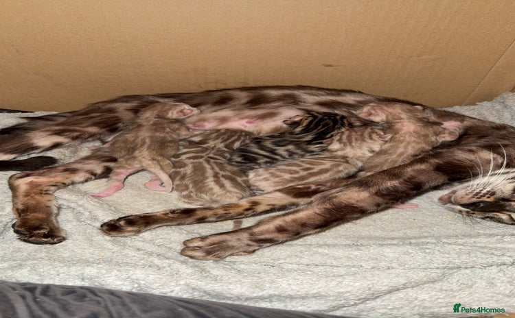 Bengal cats for sale - Advert 1