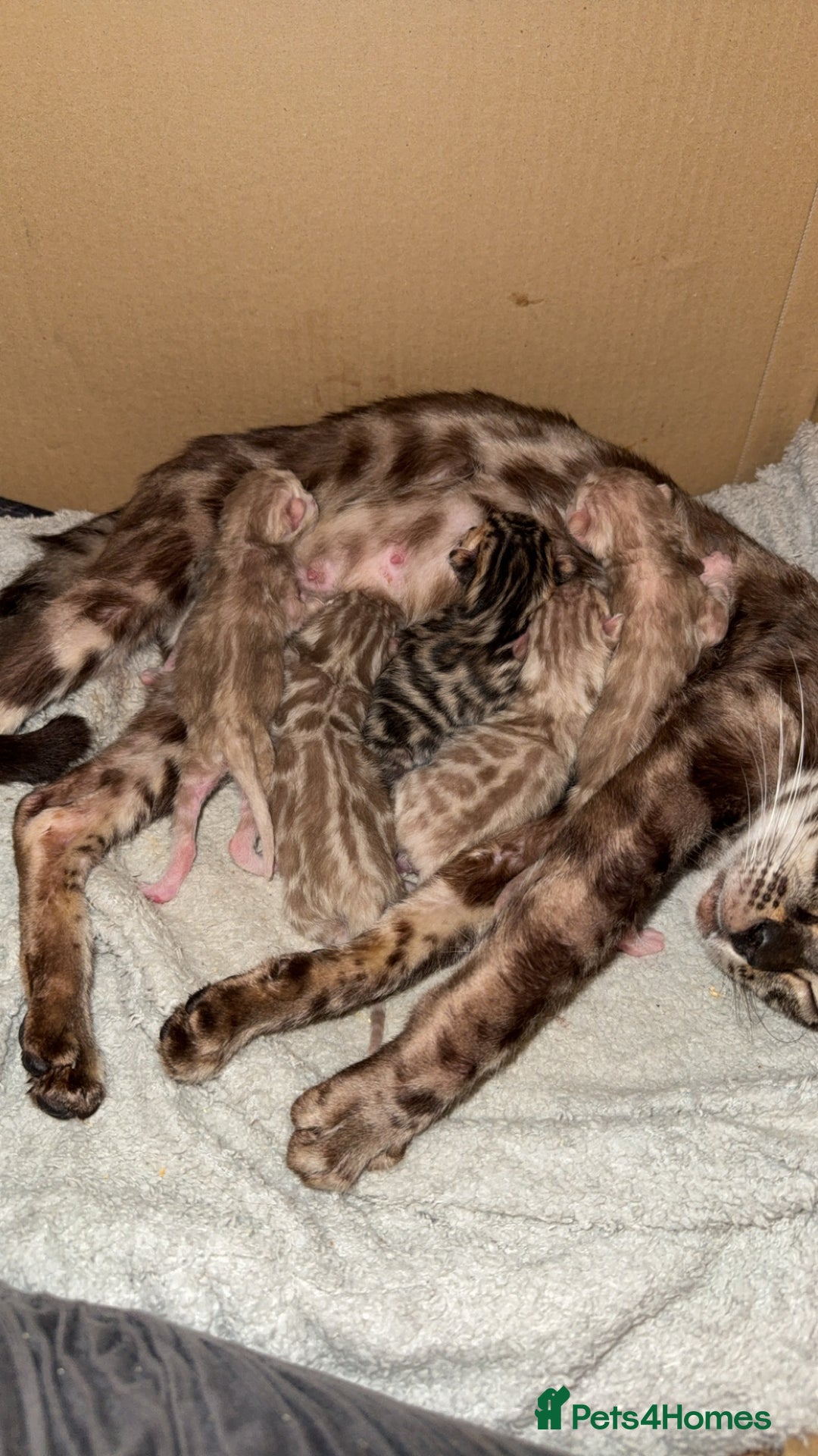 Bengal cats for sale: Bengal kittens  - Image 1