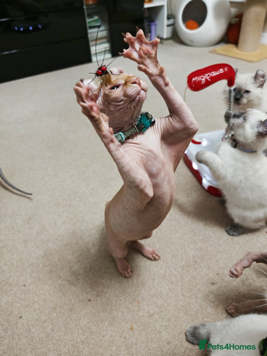 Sphynx cats for sale: 2 Ginger Unique Elf Boys left! READY NOW - Advert 2