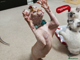 Sphynx cats 2 Ginger Unique Elf Boys left! READY NOW - Advert 2