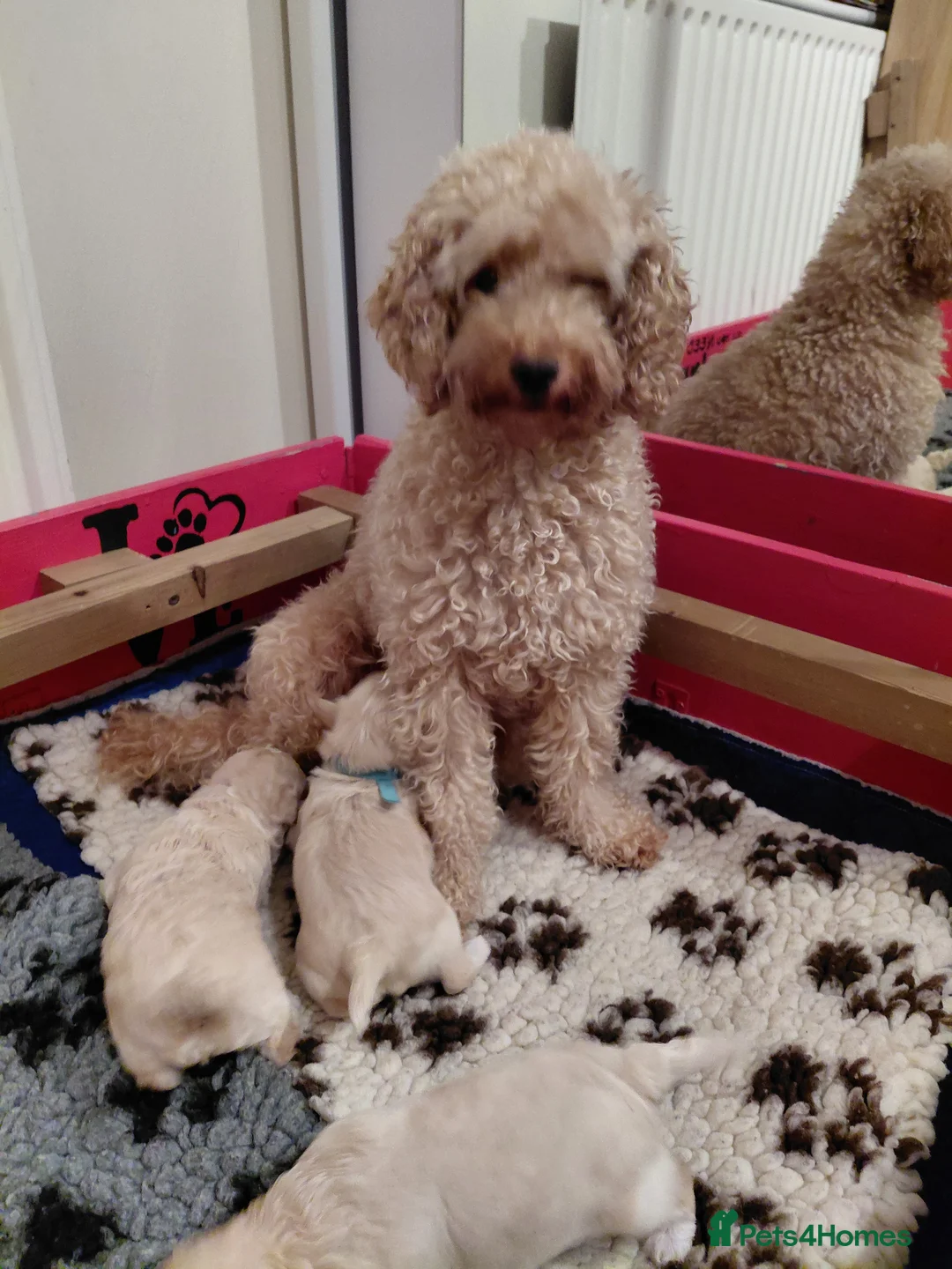 Maltipoo dogs for sale: Only 1 fully vaccinated Maltipoo pup left. - Advert 8