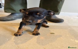 Australian Kelpie dogs for sale: Australian Kelpie puppies  - Image 10
