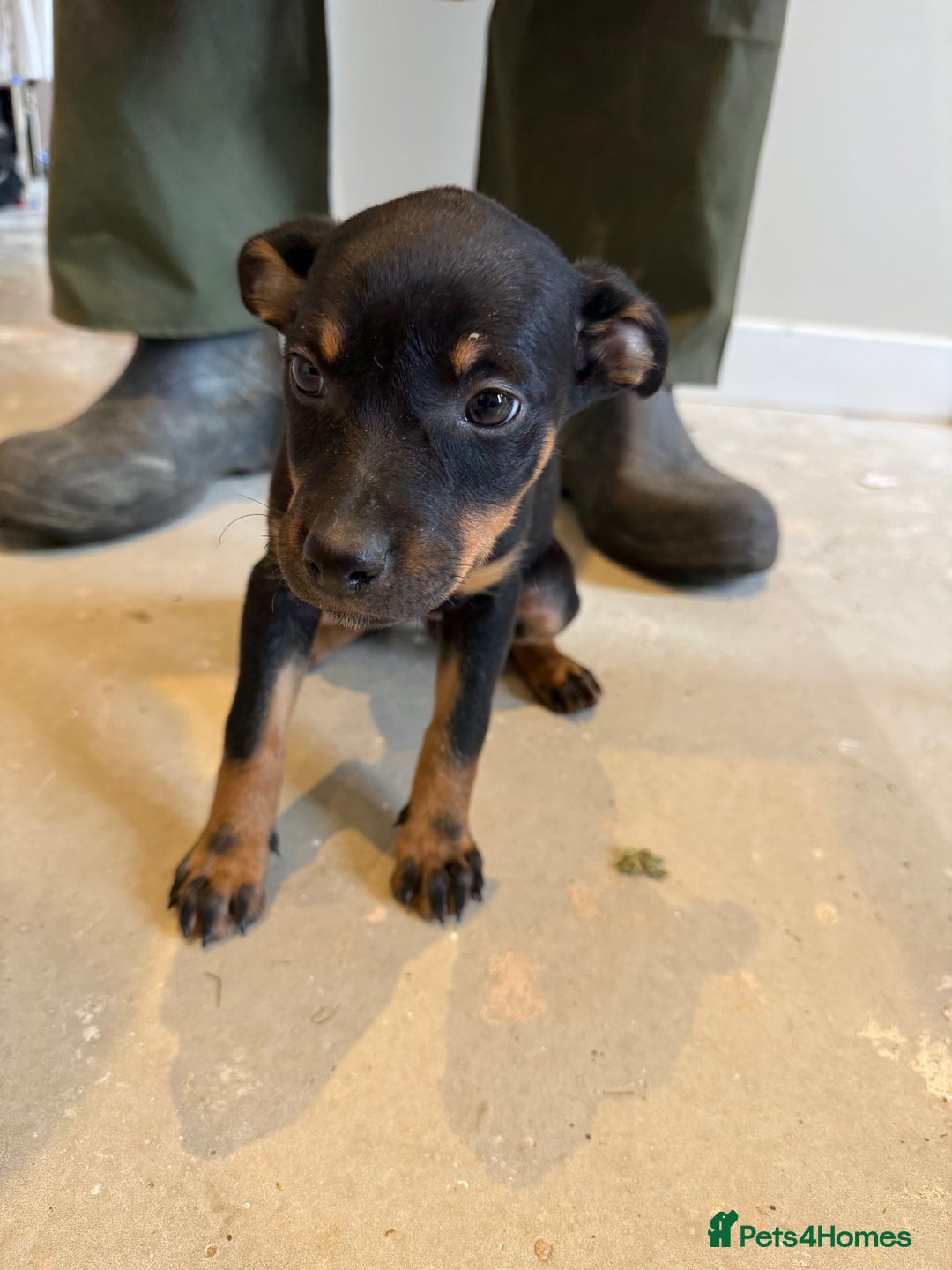 Australian Kelpie dogs for sale: Australian Kelpie puppies  - Image 10