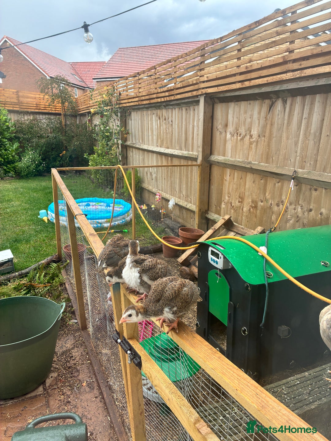 Guinea Fowl poultry for sale: 6 Guinea Fowl Keets - Image 3