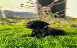 Labrador Retriever dogs for sale: KC registered Labrador puppies, working parents  - Image 8