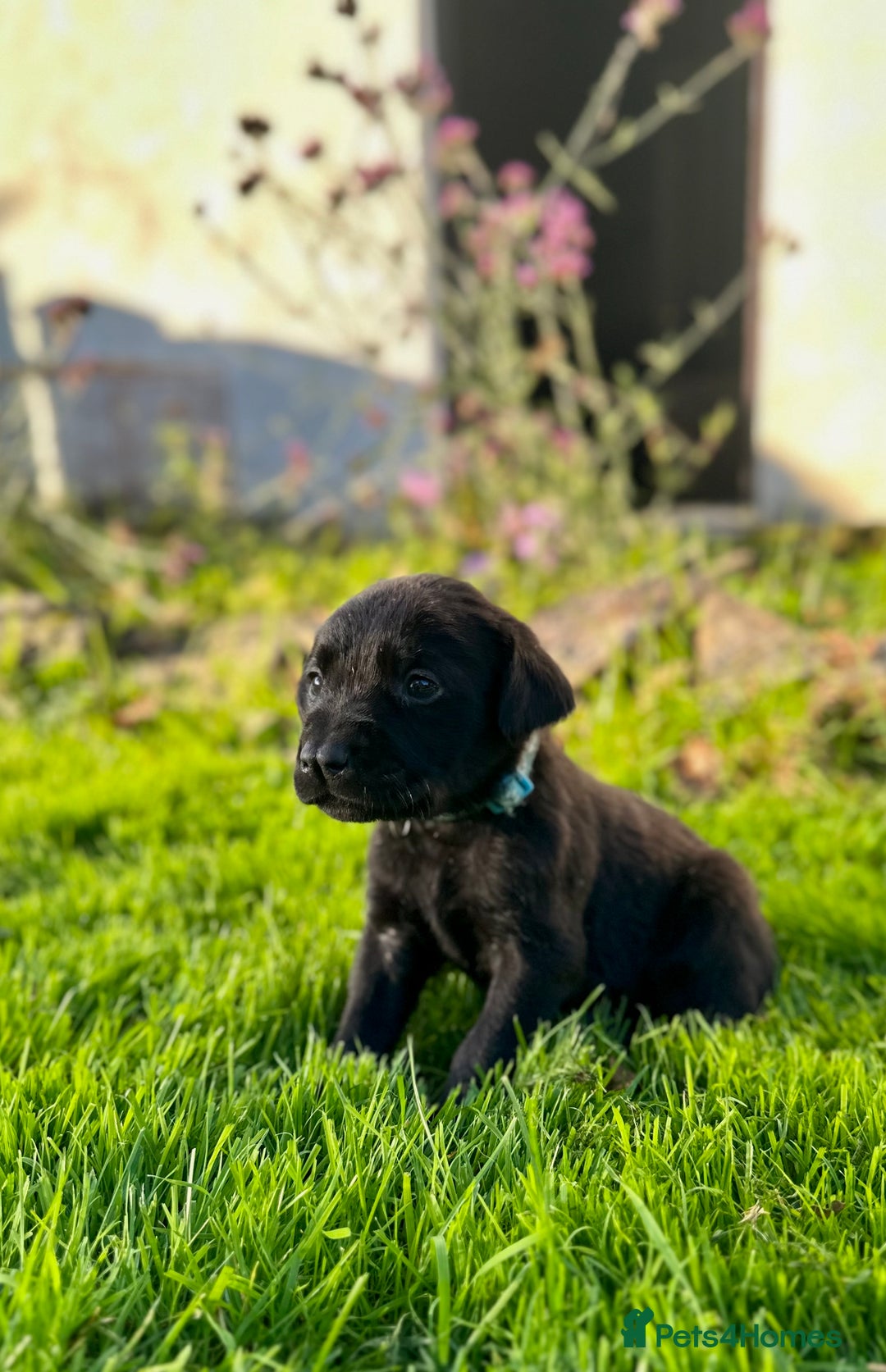 Labrador Retriever dogs for sale: KC registered Labrador puppies, working parents  - Image 8