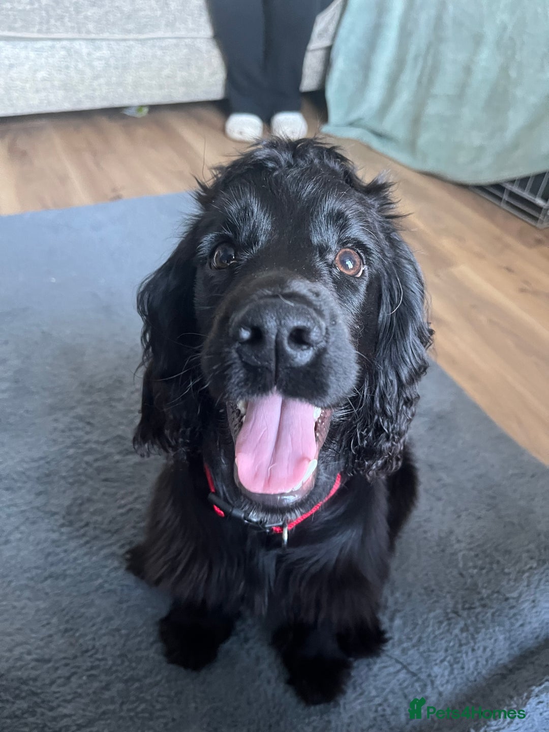 Cocker Spaniel dogs for sale: Cocker spaniel in black - Advert 3