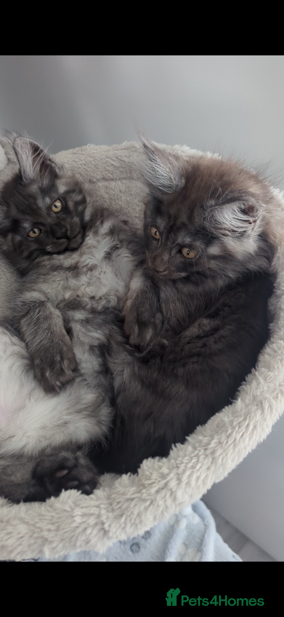 Maine Coon cats Exceptional Maine Coon Kittens for Loving Homes - Advert 2