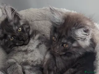 Maine Coon cats Exceptional Maine Coon Kittens for Loving Homes - Advert 2