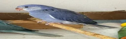 Ringnecks birds for sale:  Ringneck Babies Violet & Blue Cleartail - Advert 4
