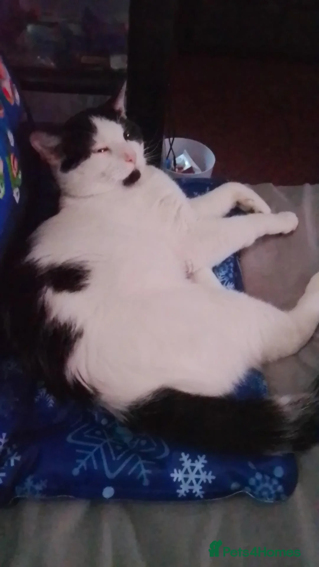 British Shorthair cats for sale: Male cat 2 years old in Birmingham - Advert 2