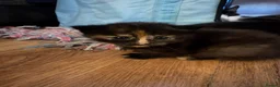 British Shorthair cats for sale: 1 boy 3 girls kittens  in Totnes - Advert 5