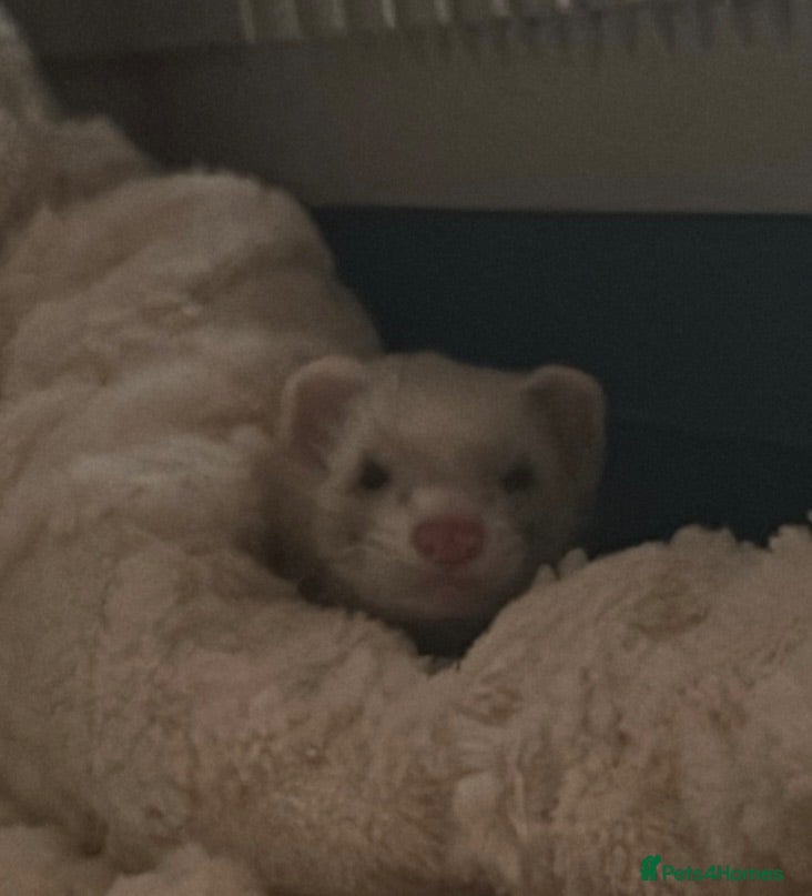 Ferret rodents ferret for sale  - Advert 1