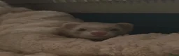 Ferret rodents for sale: ferret for sale  in London - Advert 1