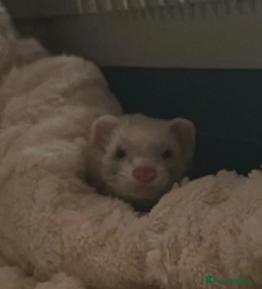 Ferret rodents for sale: ferret for sale  in London - Advert 1