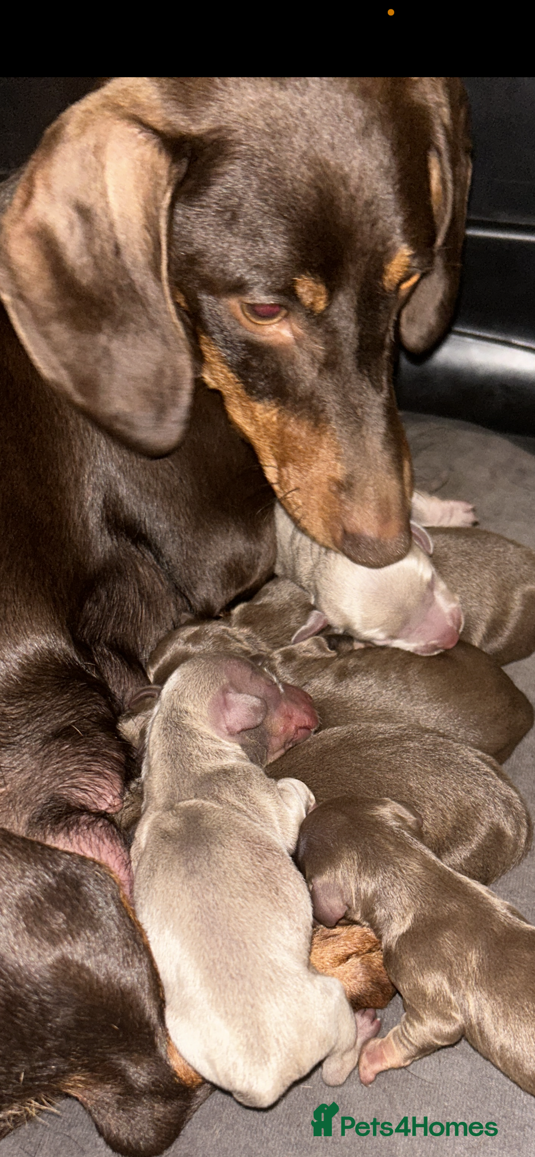 Dachshund dogs for sale: Dachshund Puppies { 2 boys left } - Image 5