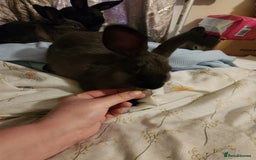Rex rabbits for sale: Beautiful Rex and Mini lop cross breed 🐰 bunny's  - Image 5