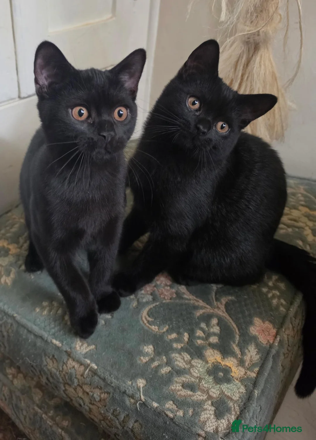 British Shorthair cats for sale: British shorthair kittens last BLACK BOYS - Advert 1