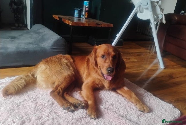 Golden Retriever dogs KC golden retriever Male puppy 12 months old  - Advert 5