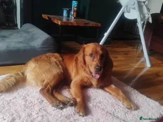 Golden Retriever dogs KC golden retriever Male puppy 12 months old - Advert 5